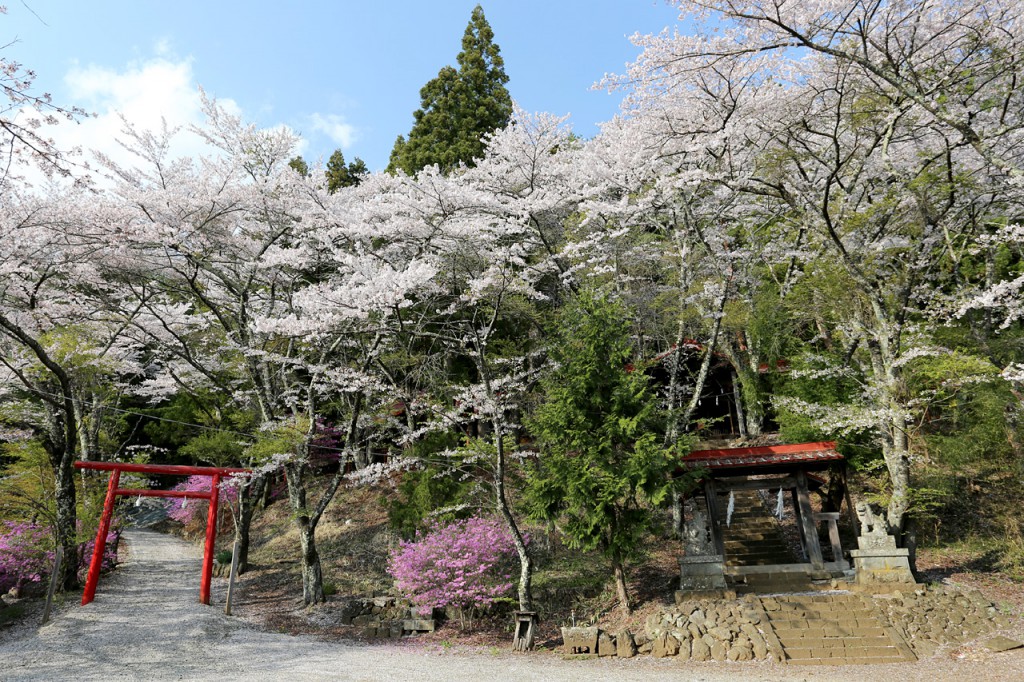 桜の季節の日月神社