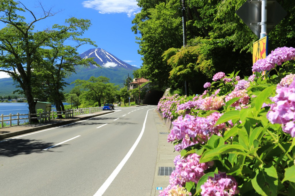 紫陽花と富士山