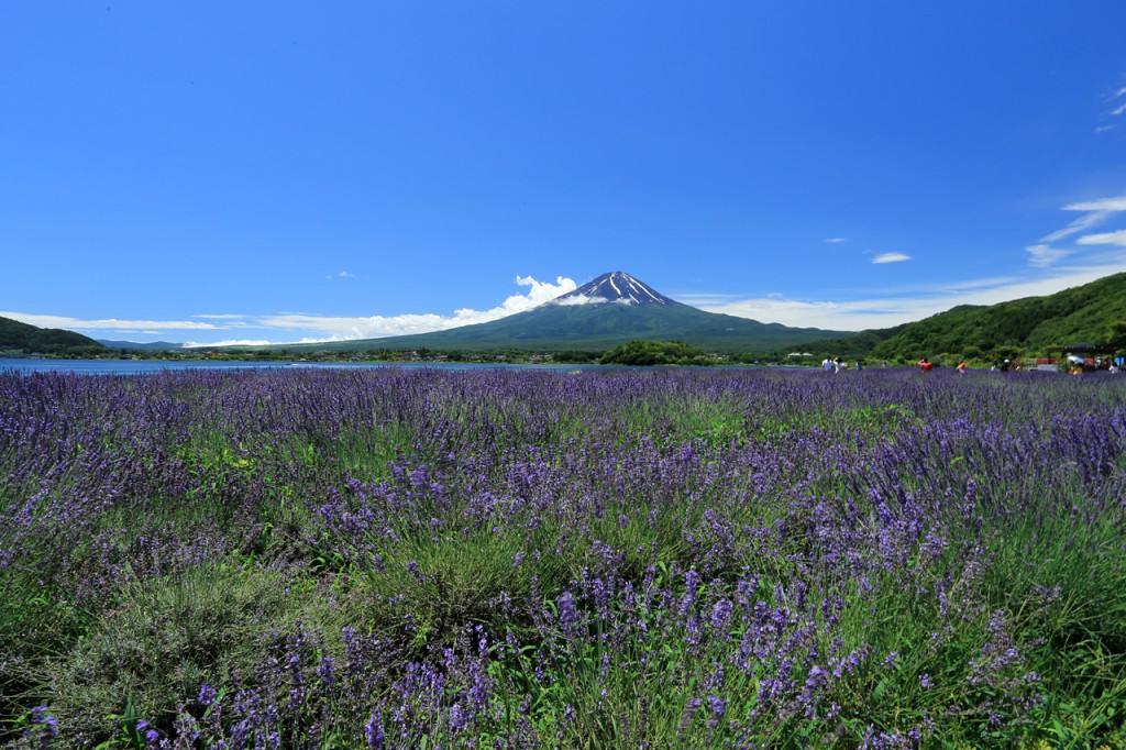 河口湖ハーブフェスティバル