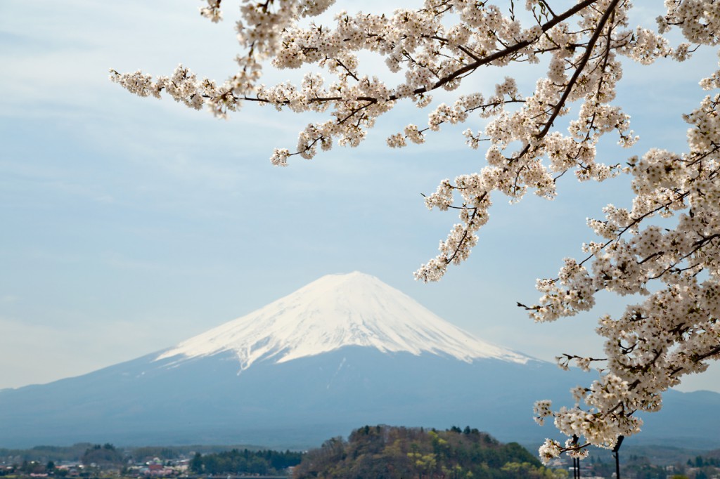 大石公園の桜